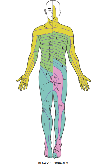 【总结】脊神经根损伤的评估：肌节、皮节和骨节