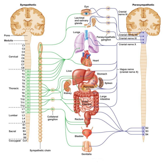 【总结】脊神经根损伤的评估：肌节、皮节和骨节