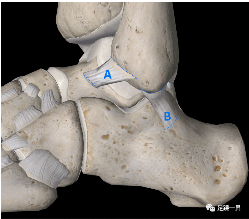 【足踝解剖】踝关节外侧韧带复合体的X线解剖学研究