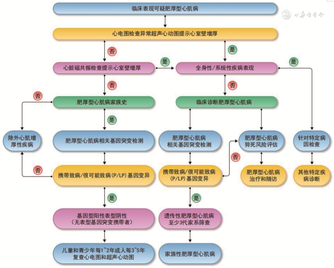 肥厚型心肌病简介及临床试验