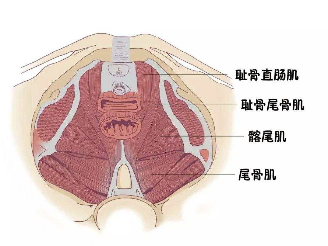 灵动的盆地之前盆底肌解剖及功能