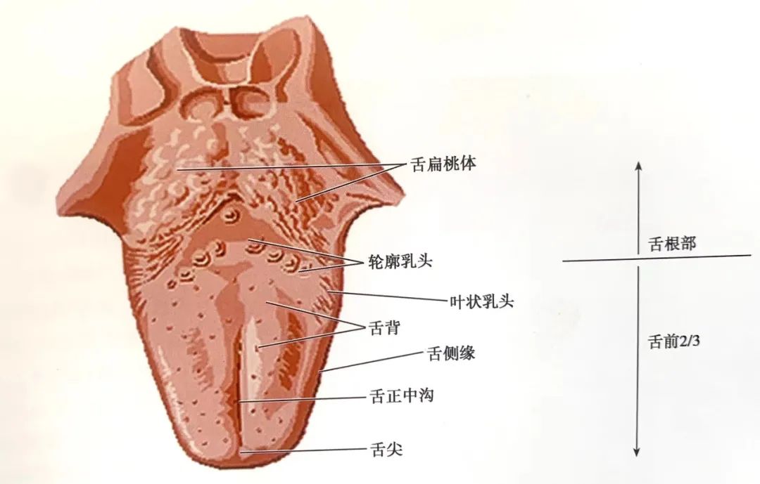 灼口综合征的诊断与治疗