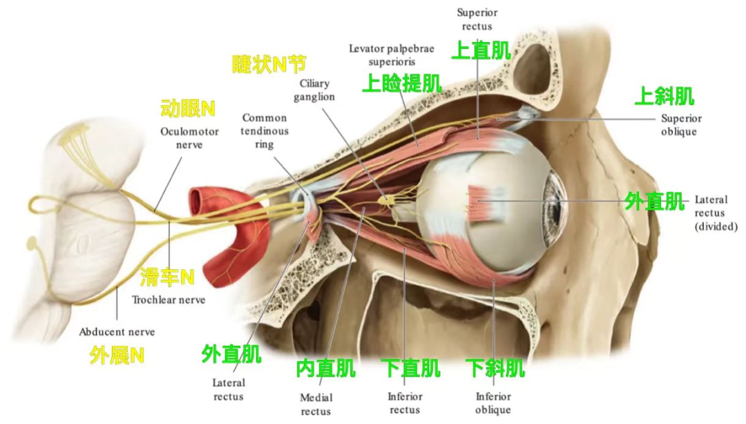 眶骨变化对眼周外貌影响的底层逻辑