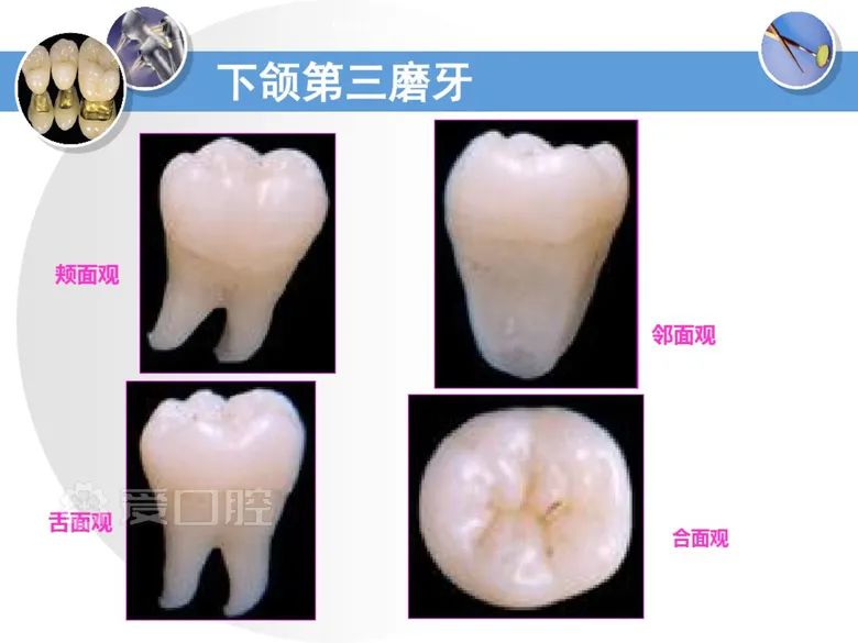 最全整理！恒牙解剖形态