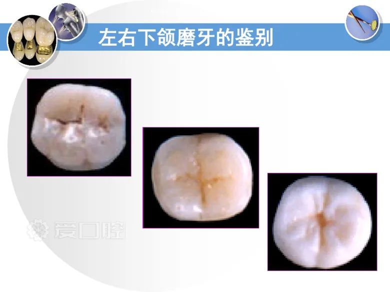 最全整理！恒牙解剖形态