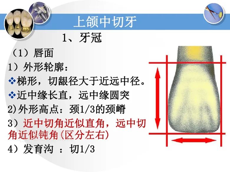 最全整理！恒牙解剖形态