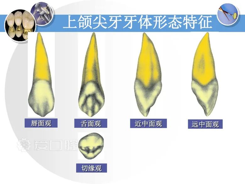 最全整理！恒牙解剖形态