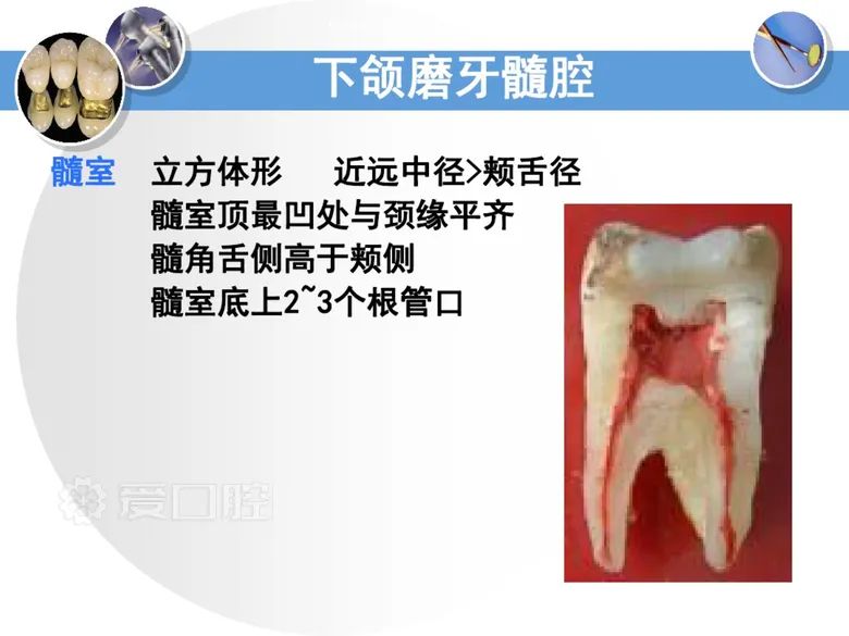 最全整理！恒牙解剖形态