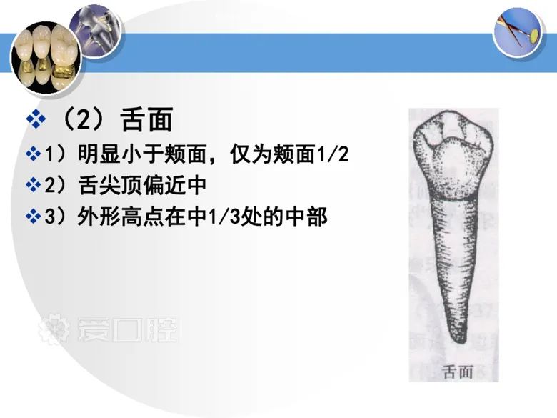 最全整理！恒牙解剖形态