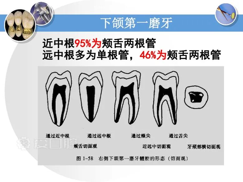 最全整理！恒牙解剖形态