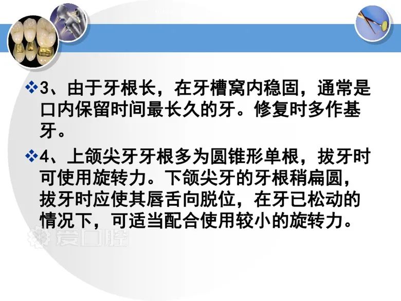 最全整理！恒牙解剖形态