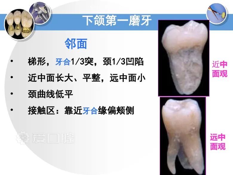 最全整理！恒牙解剖形态