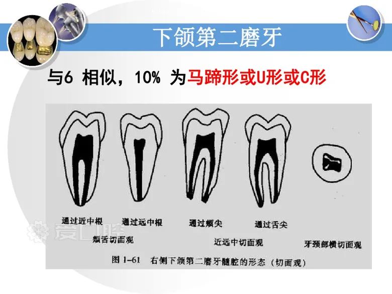 最全整理！恒牙解剖形态