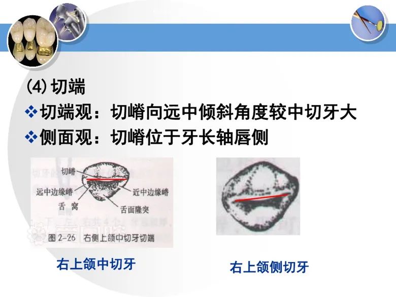 最全整理！恒牙解剖形态