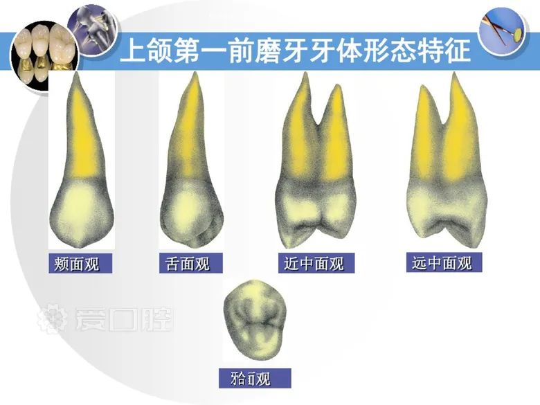 最全整理！恒牙解剖形态