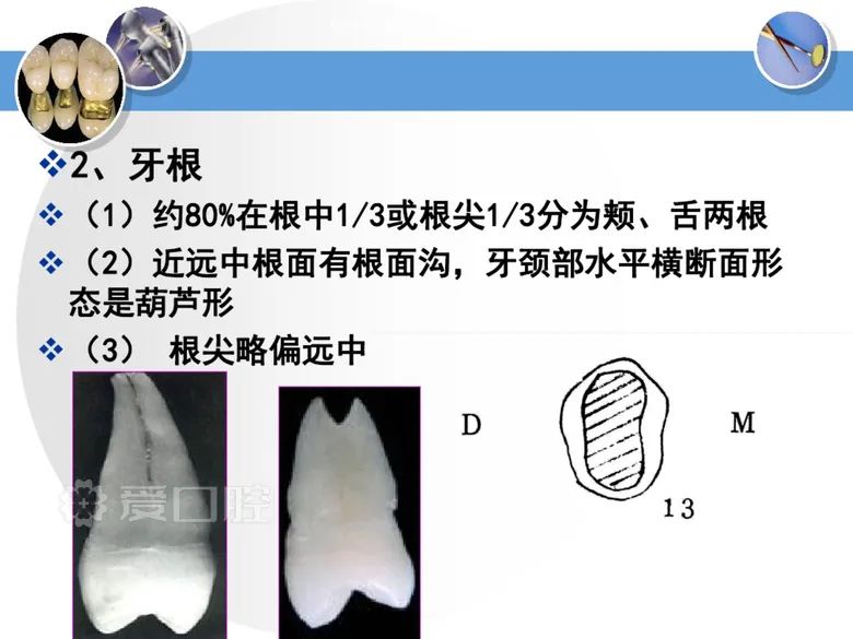 最全整理！恒牙解剖形态