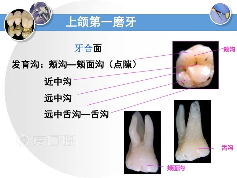 最全整理！恒牙解剖形态