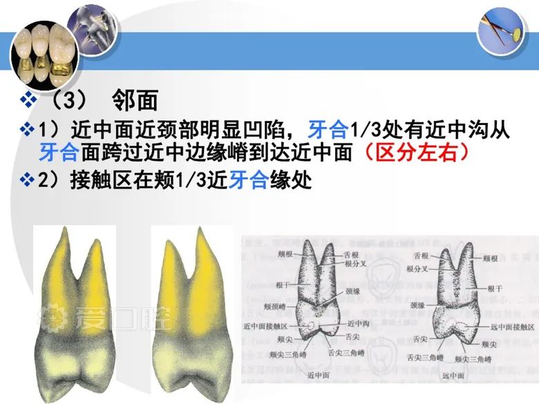 最全整理！恒牙解剖形态