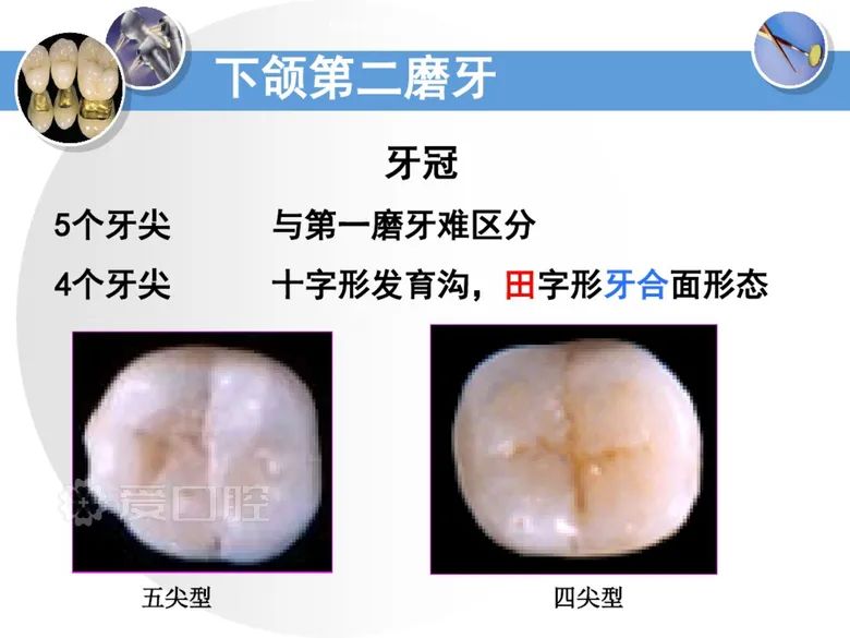 最全整理！恒牙解剖形态