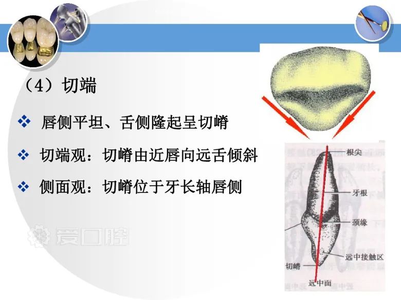 最全整理！恒牙解剖形态