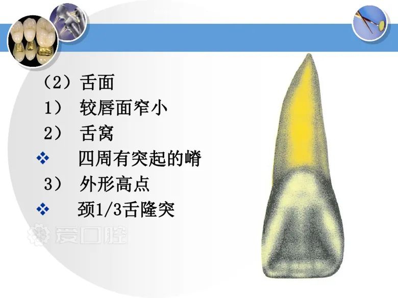 最全整理！恒牙解剖形态