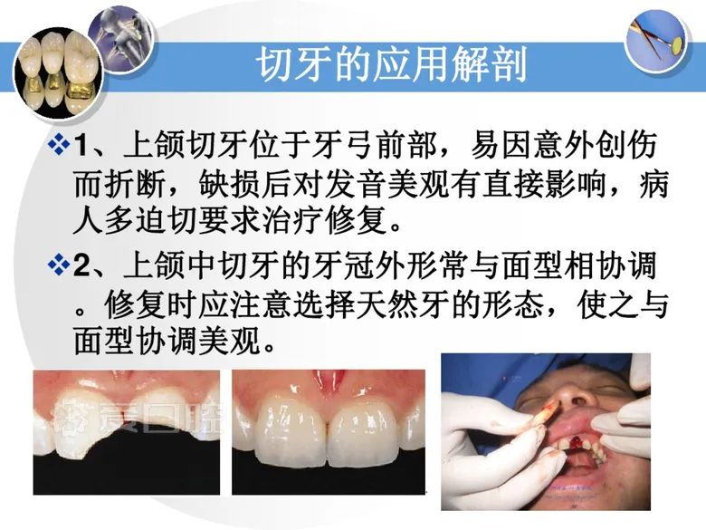 最全整理！恒牙解剖形态