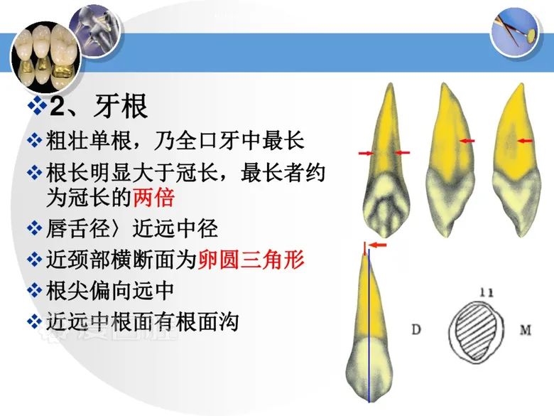 最全整理！恒牙解剖形态