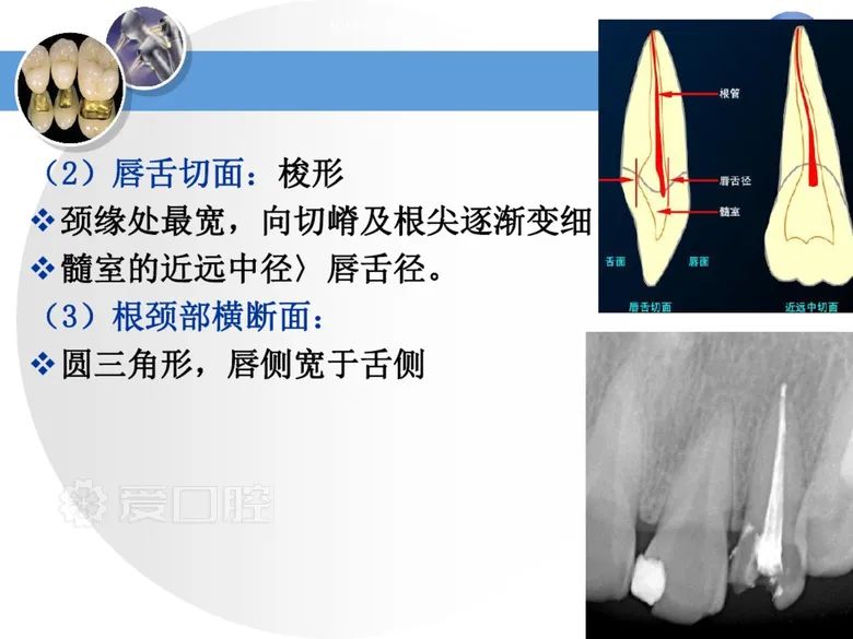 最全整理！恒牙解剖形态