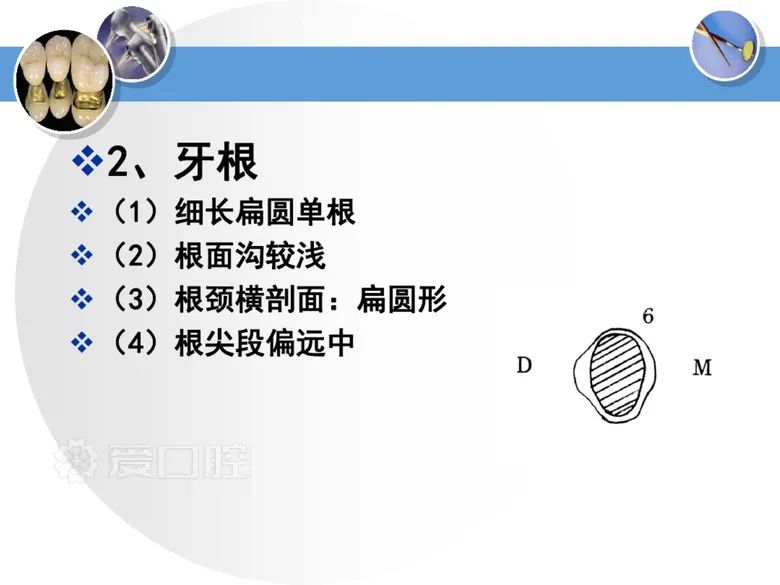 最全整理！恒牙解剖形态