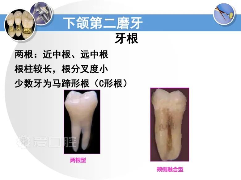 最全整理！恒牙解剖形态