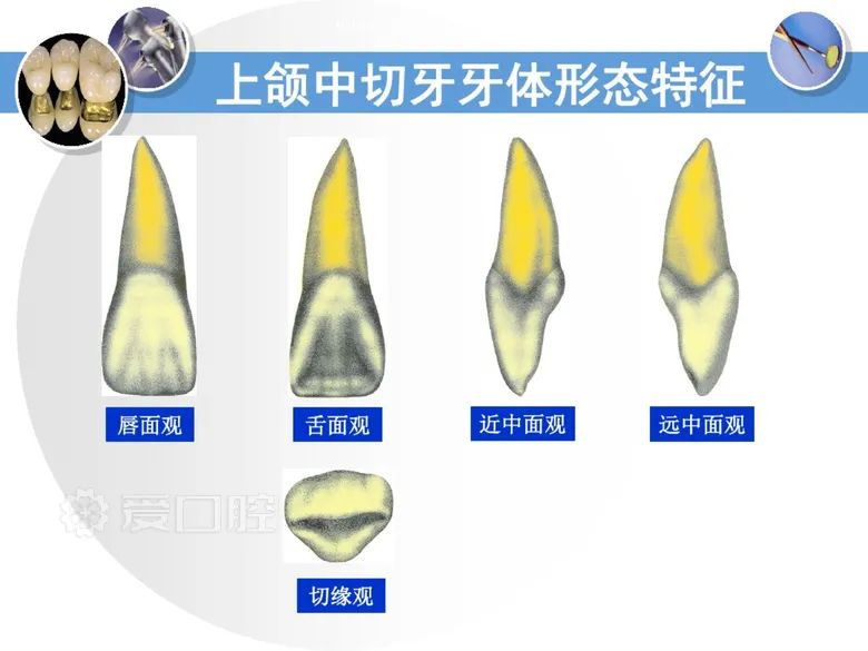 最全整理！恒牙解剖形态