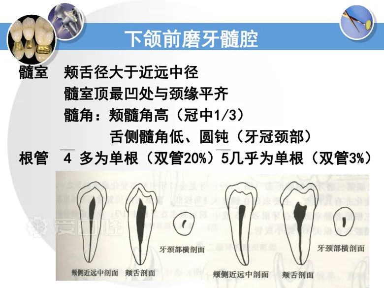 最全整理！恒牙解剖形态