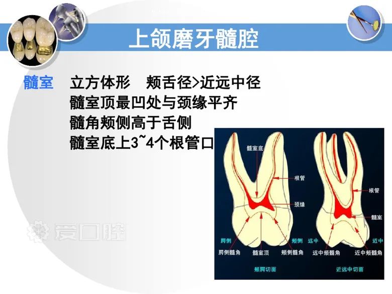 最全整理！恒牙解剖形态