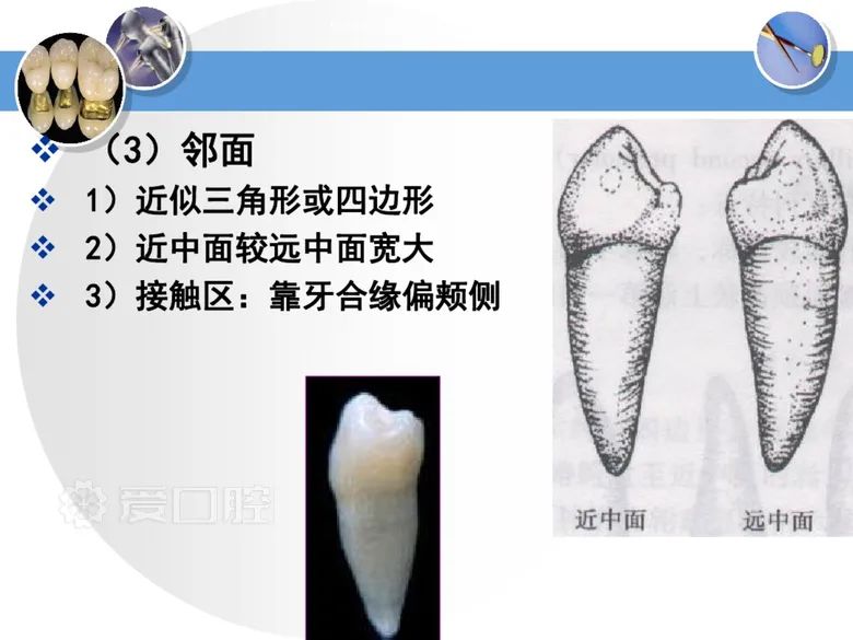 最全整理！恒牙解剖形态