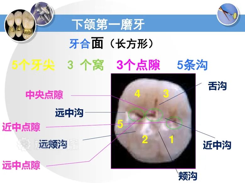 最全整理！恒牙解剖形态