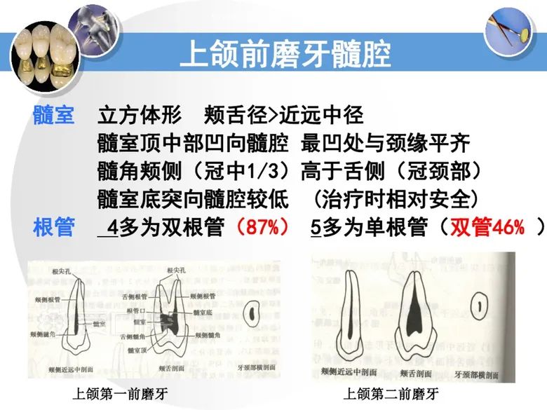 最全整理！恒牙解剖形态