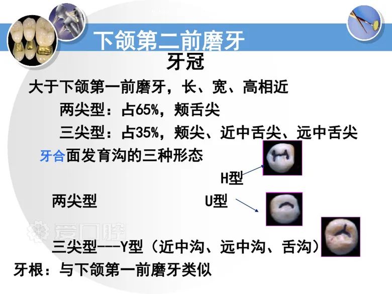 最全整理！恒牙解剖形态