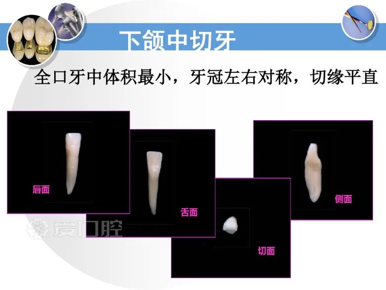 最全整理！恒牙解剖形态