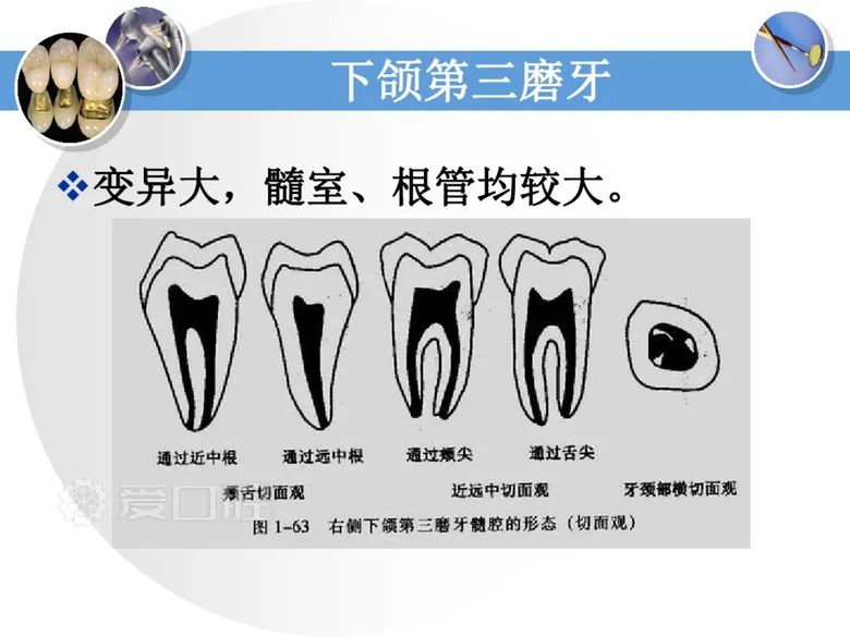 最全整理！恒牙解剖形态