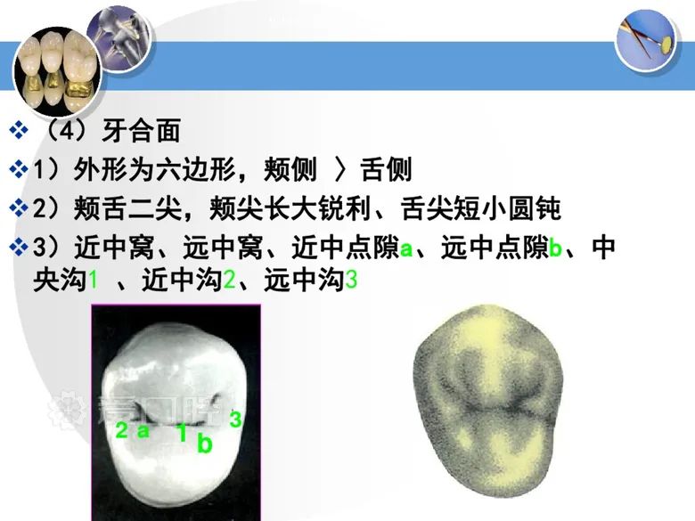 最全整理！恒牙解剖形态