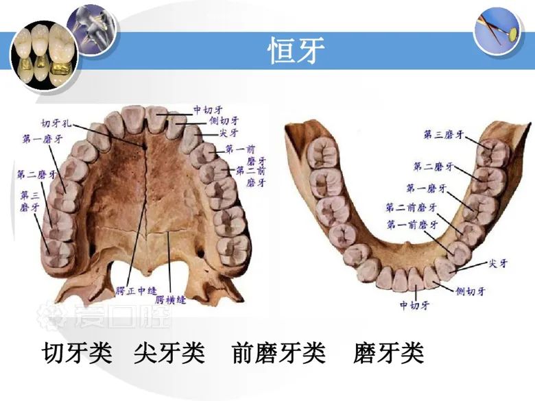 最全整理！恒牙解剖形态