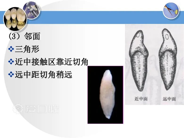 最全整理！恒牙解剖形态