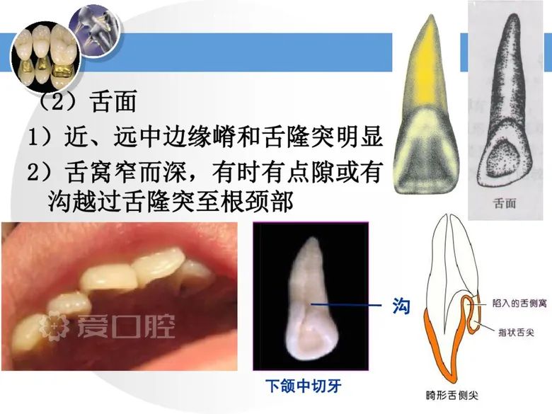 最全整理！恒牙解剖形态