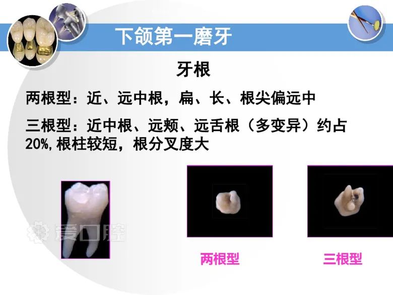 最全整理！恒牙解剖形态