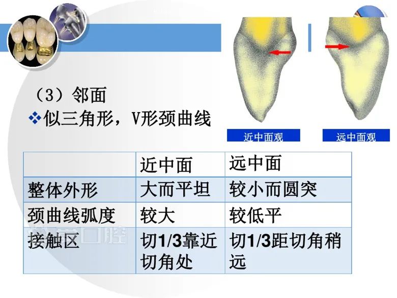 最全整理！恒牙解剖形态