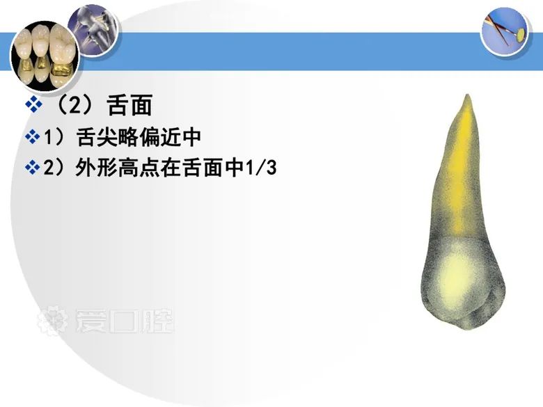 最全整理！恒牙解剖形态