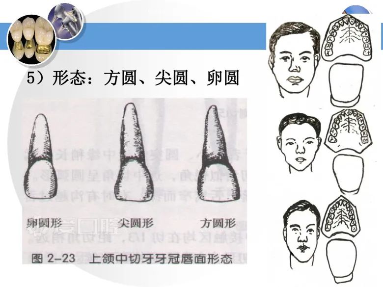 最全整理！恒牙解剖形态