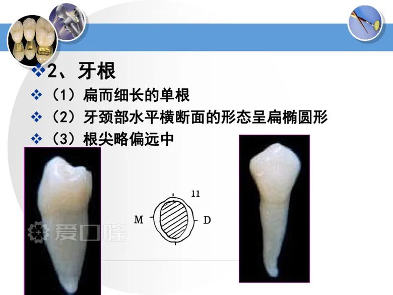 最全整理！恒牙解剖形态