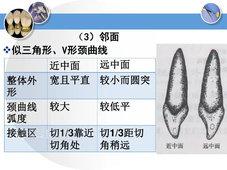 最全整理！恒牙解剖形态