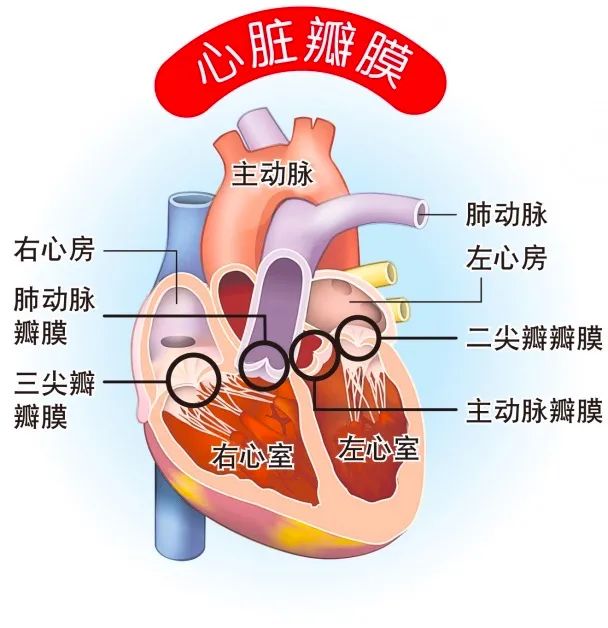 科普汇总：一文掌握心脏瓣膜病的关键